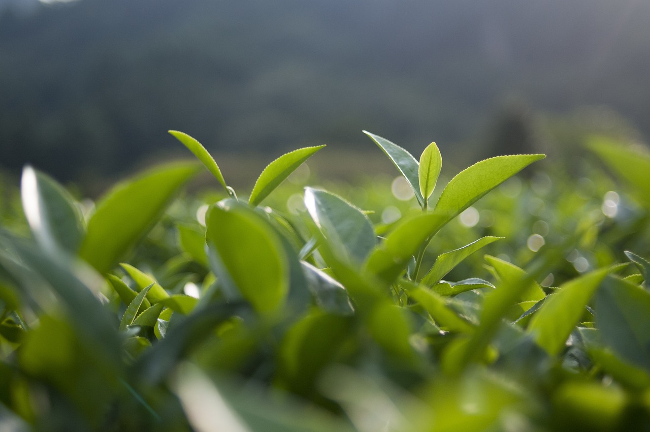 人走茶凉 第27页